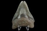 Serrated Fossil Megalodon Tooth #129984-2